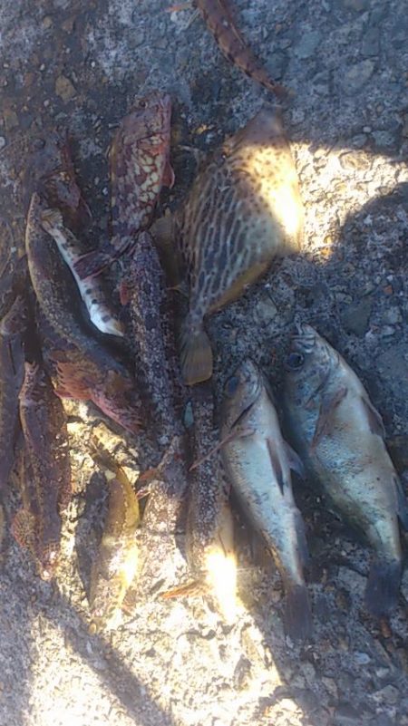 カレイはいずこへ・・・