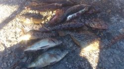 カレイはいずこへ・・・