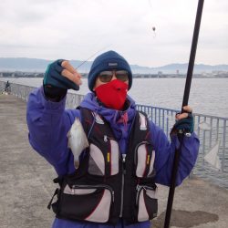 貝塚人工島で小さなカレイ