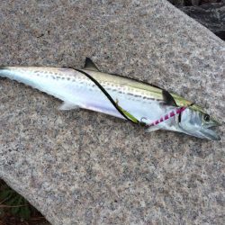 ジギングでサゴシ