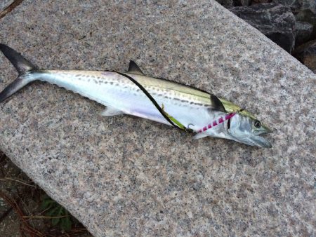 ジギングでサゴシ