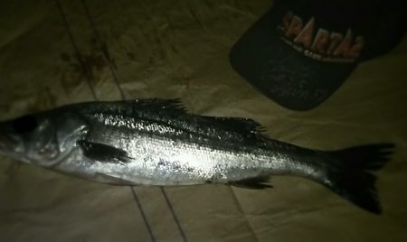 友達から頂いたトップで一発でした。