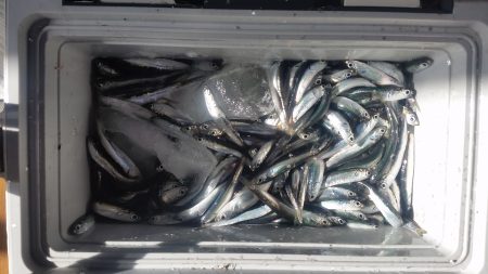 サビキでイワシ♪