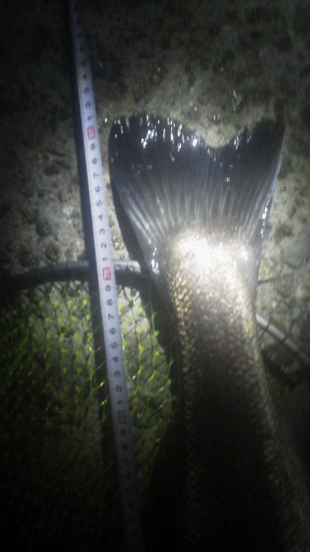 ランカーシーバス