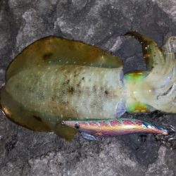 今シーズンラスト若狭