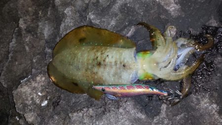 今シーズンラスト若狭