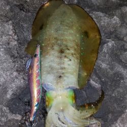 今シーズンラスト若狭