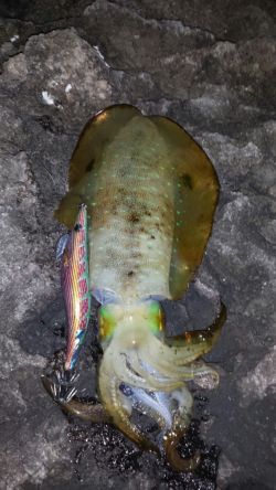 今シーズンラスト若狭