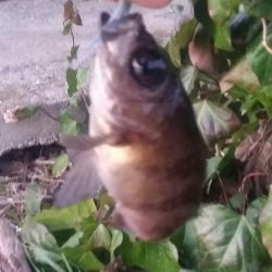 デイメバリング♪