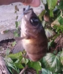 デイメバリング♪