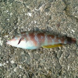 今年最後の釣り