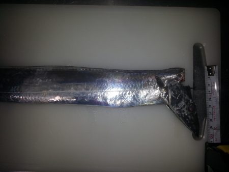 久々のタチウオチャレンジ