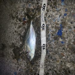 なんとかアジ釣れました。