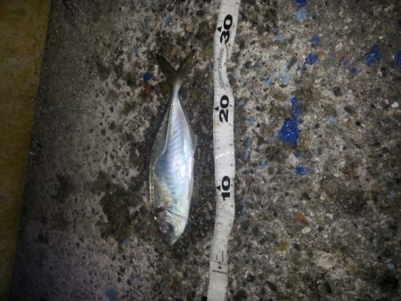 なんとかアジ釣れました。