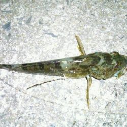 今年最後の釣り