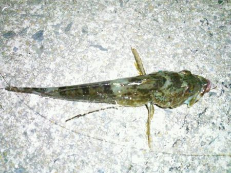 今年最後の釣り