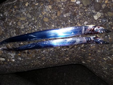 まだ、いてた！