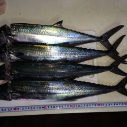 まだサゴシがいました