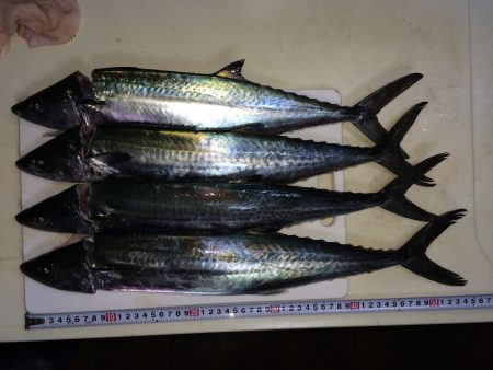 まだサゴシがいました