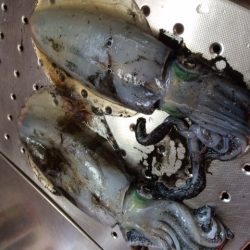 そろそろ終盤戦