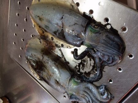 そろそろ終盤戦