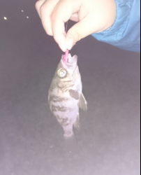 田尻シャローでメバリング