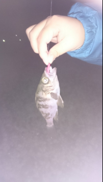 田尻シャローでメバリング