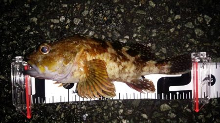 久しぶりのメバリングの釣果