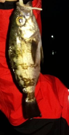 今年最後のメバリング