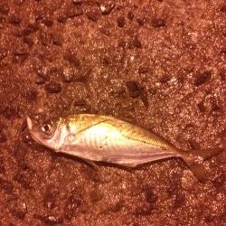 サミシイけどウレシイ