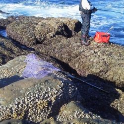 グレ10匹・・・・・アイコ゛二匹・・・