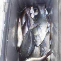 グレ4匹・・・・・イサキ14匹・・・・グレ釣りは難しい・・・・
