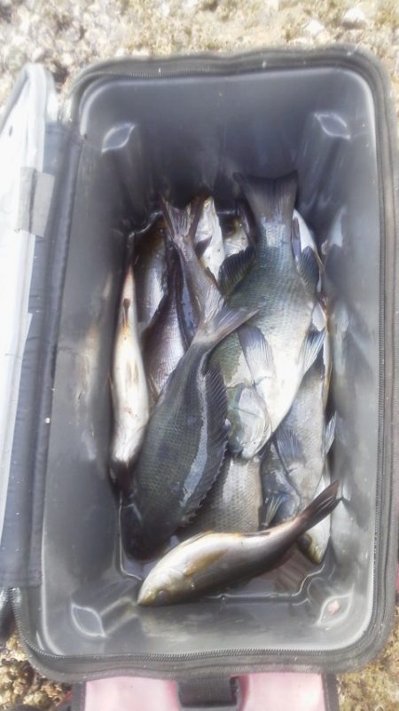 グレ4匹・・・・・イサキ14匹・・・・グレ釣りは難しい・・・・