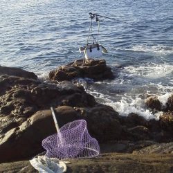 グレ7匹・・・・・アイコ゛1匹・・・