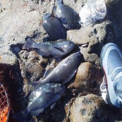 グレ5匹・・・・・アイコ゛二匹・・・