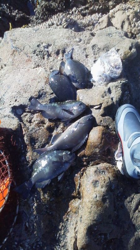 グレ5匹・・・・・アイコ゛二匹・・・