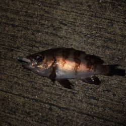 釣れだしてきました！