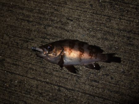 釣れだしてきました！