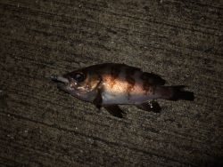 釣れだしてきました！