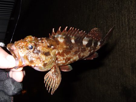 サイズが・・・