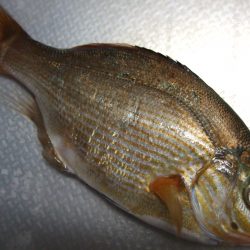 タナゴ　１匹の釣果でした。