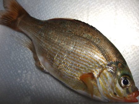 タナゴ　１匹の釣果でした。