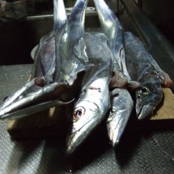 太刀魚食い悪かったです。