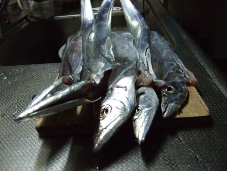 太刀魚食い悪かったです。