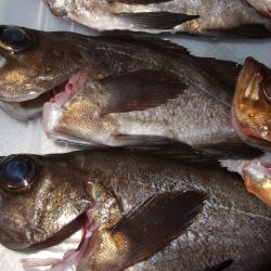 再びメバル狙いで！５種目達成。