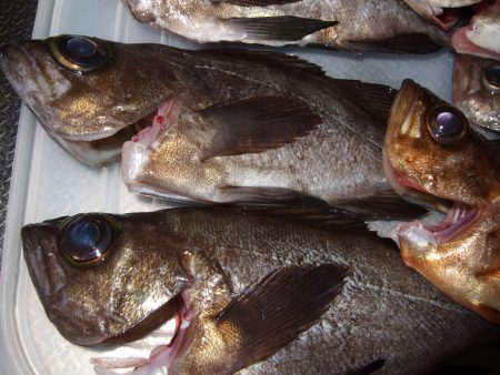 再びメバル狙いで！５種目達成。