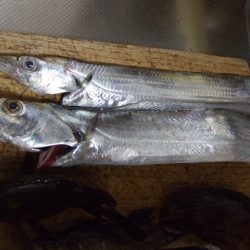 メバルと太刀魚。