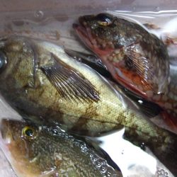 メバルとガシラ。