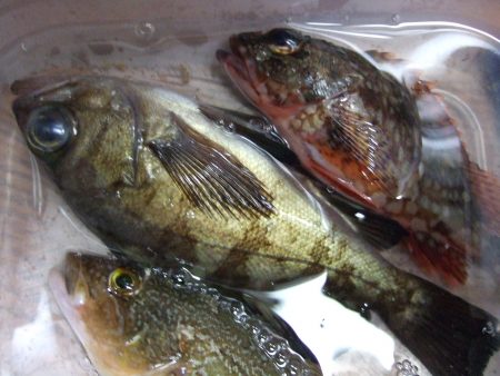 メバルとガシラ。