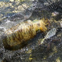 磯でヤエンのアオリイカと探り釣り?